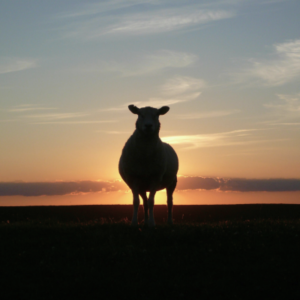 love an aries blog post coverphoto
